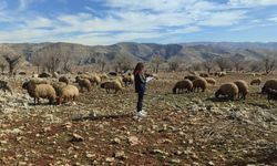 Ormaniçi'nde mera seferberliği: Ekipler sahada, arazi kullanımı mercek altında