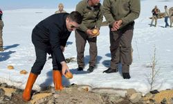 Özalp ilçesinde doğaya yem bırakıldı