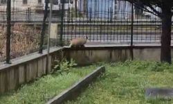 Porsuk yanlışlıkla site bahçesine girerse...