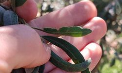 Salihli'de zeytin üreticilerine halkalı leke uyarısı