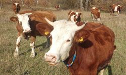 Şapla mücadelede kritik dönem başladı: Aşısız hayvana sevk yok, ceza var