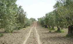 Saruhanlı'da halkalı leke alarmı