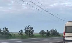 Sığırcıkların erken bahar provası