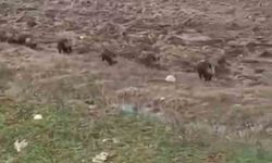 Siirt'te domuz sürüsü görüntülendi