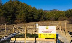 Sinop'ta çam kese böceği ile mücadele