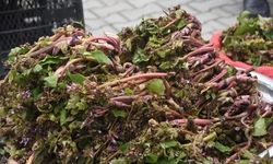 Sinop'ta şifa kaynağı zılbıt pazara indi