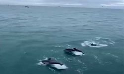 Sinop'ta yunusların balıkçı teknesiyle dansı kamerada