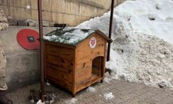 Şırnak'ta gönüllülerde sokak hayvanları için barınak ve mama desteği