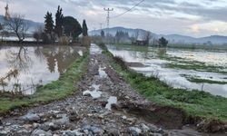 Söke'de aşırı yağışlar sonrası tarım alanlarında hasar tespiti