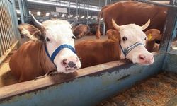 Söke'de şap hastalığı söndü, kısıtlama kaldırıldı