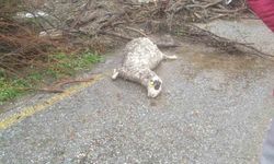 Söke'de sel sularına kapılan 46 küçükbaş hayvan telef oldu