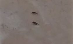 Son yılların en soğuk kışını yaşayan Sivas'ta yabani hayvanlar sık sık yerleşim bölgelerine iniyor