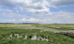 Su bitkileri ile doğal arıtma