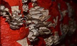 Sultanhisar'da mantar yetiştiriciliği kursu açılıyor