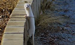 Tatvan sahilinde 'Beyaz Gelincik' görüntülendi