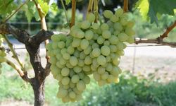 Tekirdağ'da 'Günışığı' üzümü tescillendi