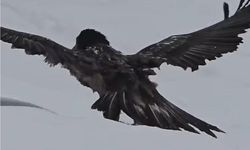 Tunceli'de karlı arazide kara akbaba görüntülendi