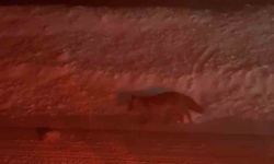 Uludağ yolunda tilki görüntülendi