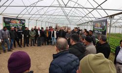 Vezirköprü'de çiftçiye 12 bin 500 meyve fidanı