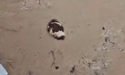 Yatağan'da inek sel sularına kapıldı