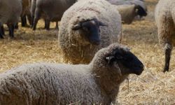Yılların Merinos Koyunu'na yeni etçil rakip geldi: Bandırma Koyunu