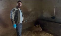 Yozgat'ta ahırlara yıldırım düştü, hayvanlar telef oldu