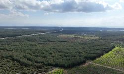 '81 İlde 81 Orman' projesi ilkbahar dikimleriyle devam ediyor