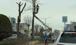 Adıyaman'da refüjlerdeki ağaçlar budanıyor