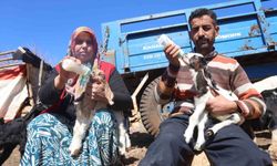 Akaryakıt karıştığı iddia edilen yağmur suyu birikintisinden içerek telef olan küçükbaş hayvanların yavrularını biberonla yaşatmaya çalışıyorlar