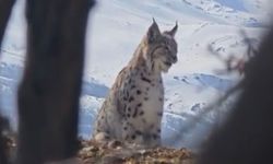 Akdağ'ın eteklerinde vaşak, kurt ve dağ keçisi peş peşe görüldü