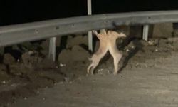 Anlaşamayan tavşanlar birbirine girdi