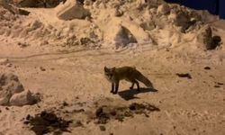 Ardahan'da bir adam, her gün evinin önüne gelen tilkiyi besliyor