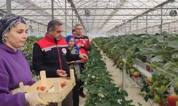 Aydın'da çilek hasadı başladı