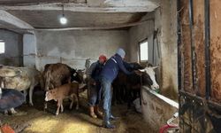 Aydıntepe'de 2026 ilkbahar şap aşılama kampanyası tamamlandı