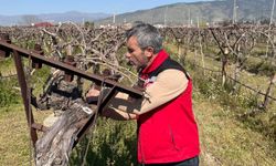 Bağlarda hastalık ve zararlı kontrolü yapılıyor