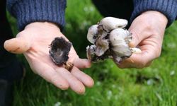 Bahar geldi, risk arttı: Yabani mantar tüketimine dikkat