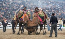 Balıkesir'de deve güreşlerinin önü açıldı
