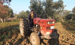 Balıkesir'de zeytinliklerde sürüm başladı