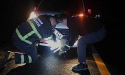 Batman'da çarpma sonucu aracın tamponuna sıkışan tilki kurtarıldı