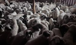 Bayburt'ta buzağı, malak, kuzu ve oğlak desteği ikinci dönem başvuruları yarın başlıyor