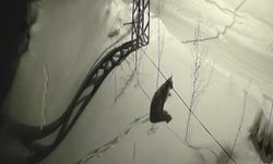 Bayburt'ta köye inen vaşak güvenlik kamerasında: Yol kenarında durup çevreyi izledi