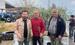 Bayındır'da üreticilere zeytin fidanı desteği