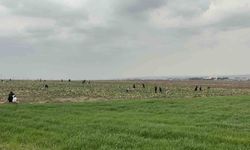 Bedava lahanayı duyan yağmura rağmen tarlaya akın etti