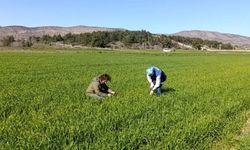Bilecik'te buğday ekili alanlar denetlendi