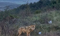 Bilecik'te insanlardan kaçmayan kurt