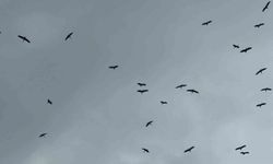'Bolluk' müjdecisi leylek sürüsü Bursa semalarında görüldü