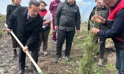 Burhaniye'de 315 fıstıkçamı fidanı toprakla buluşturuldu