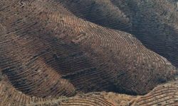 Bursa'da yanan ormanlar 8 ayda ilmek ilmek işlendi, bölge yeniden can buldu