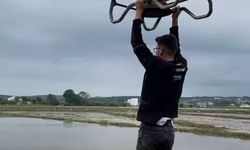 Çeltik tarlasında tehlikeli yolculuk: Drona asılıp uçtu