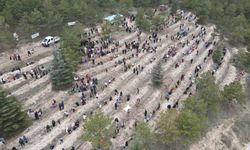 Çorum'da yüzlerce fidan toprakla buluştu